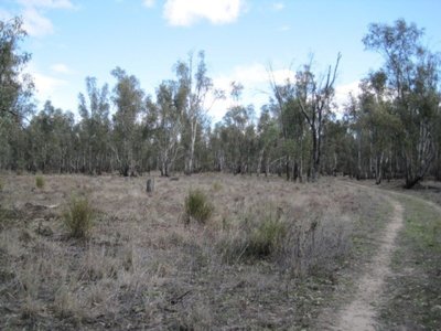 Neils Lane, Murrabit