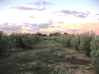 121 Lake Lookout Road, Kerang