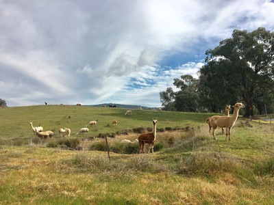 8 Harry Crescent, Hamilton Valley