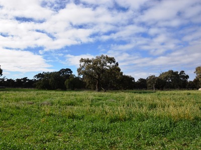 572 Loddon Valley Highway , Durham Ox