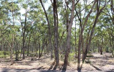 Lot 8 & 9 Boswell Road, Lockwood