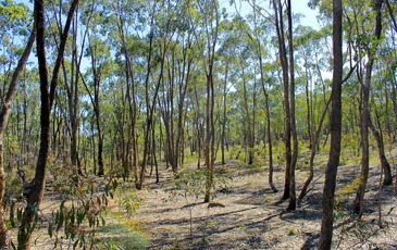 Lot 1, Curtis Road, Axe Creek