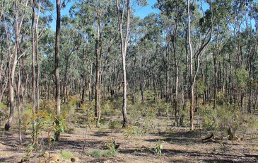 Lot 1, Curtis Road, Axe Creek