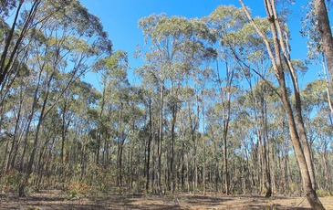 Lot 1, Curtis Road, Axe Creek