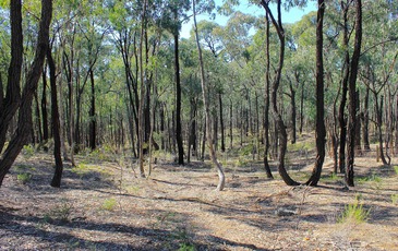 Lot 1, Curtis Road, Axe Creek