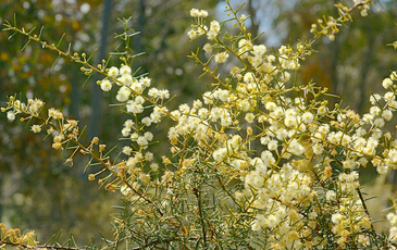 Lot 1, Curtis Road, Axe Creek